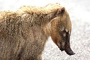 Picture 'Br1_0_01536 Coati, Brazil'